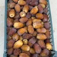 رطب درجه یک وخرمای بوشهر