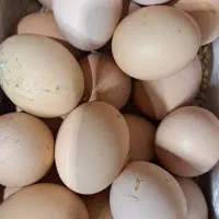 تخم لاری نطفه دار .دانگ بالا
