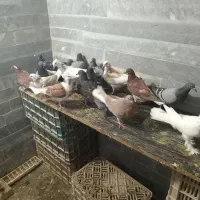 جوجه کبوتر های قوچان