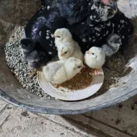 مرغ گلین لری اصیل واکسن شده یک سال