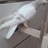 کبوتر