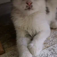 گربه گمشده