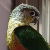 گرینچیک (باهوش) دستی و سخنگو
