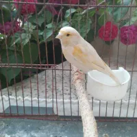 قناری|پرنده|رومشکان, |دیوار