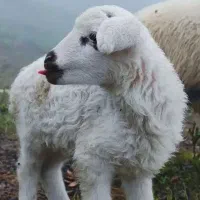 گوسفند شاهین ویلا باغستان قلم بنیاد