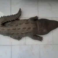 دکوری پاپیه ماشه