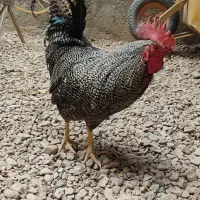 خروس گل باقالی اماروک امریکایی