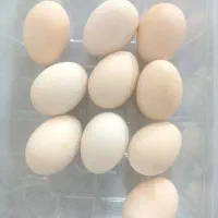 تخم مرغ محلی
