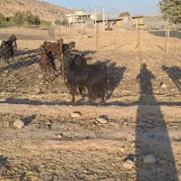 بز جوان درجه یک