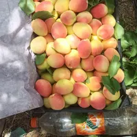 زردآلو نوری درجه یک|عمده‌فروشی|جیرفت, |دیوار