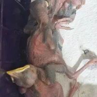 جوجه گوشتی مرغ مینا پاکستانی