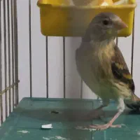 جوجه سهره قناری