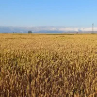 کاه گندم به صورت پرس شده ۹۰ سانتی و سنگین