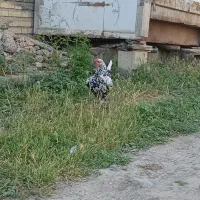 مرغ گلین