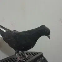 پرنده|پرنده|مشهد, کوشک مهدی|دیوار