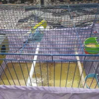 مرغ عشق انگلیسی
