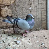 نر پلاکی
