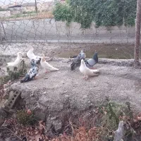 کفتر|پرنده|گرگان, |دیوار