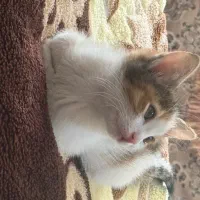 واگذاری توله گربه