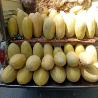 خربزه مشهدی شیرین عسل