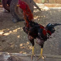 خروس لاری