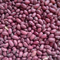 عدس لوبیا قرمز شکر