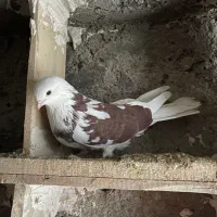 کفتر تهرانی