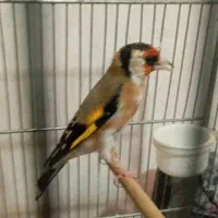 سهره نر چهار گل بخون