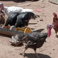 بوقلمون نر وخروس