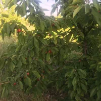 زمین کشاورزی