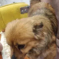 سگ اشپیتز پپامر