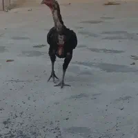 مرغ لاری.