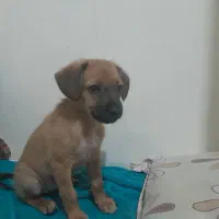 توله سگ