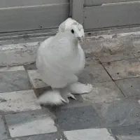 کبوتر گمشده