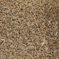 گندم سیروان