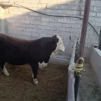 فروش گوساله نر