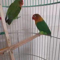 دو تا کوتوله برزیلی نر