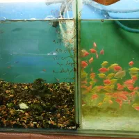 فروش اونواع ماهی های اکواریومی