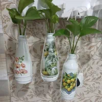 پتوس سبز و سینگونیوم سبز