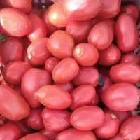 گوجه