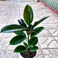گل فیکوس زیبا مناسب هدیه فقط ۳۲۰ت