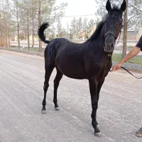 اسب|اسب و تجهیزات اسبسواری|رفسنجان, |دیوار