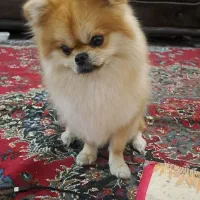 معاوضه پامر با پودل