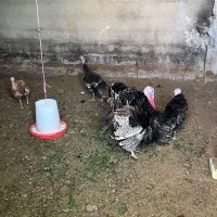 فروش ۶بوقلمون