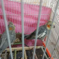جفت عروس هلندی نر و ماده