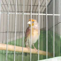 سهره قناری یادورگه