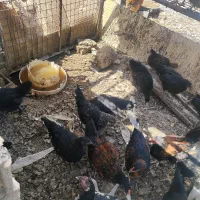 جوجه بلک استار