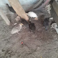 شیش عدد بچه بقلمون دونه ای ۷۰۰تومن