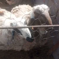 بره چاق فروشی