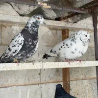 کفتر پرشی